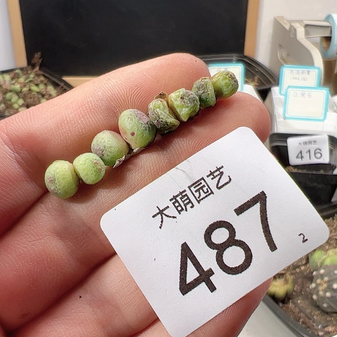 0000487 肉锥一物一拍……