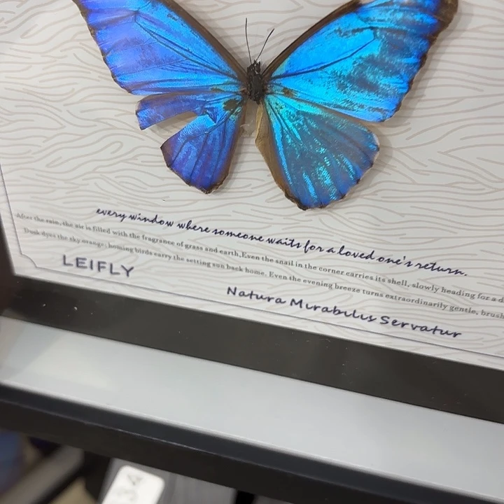 芋***～蝴蝶标本定制635@