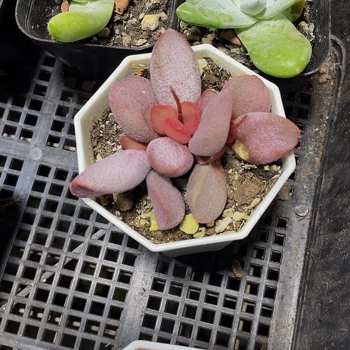 八角盆甜心水泡带盆土发