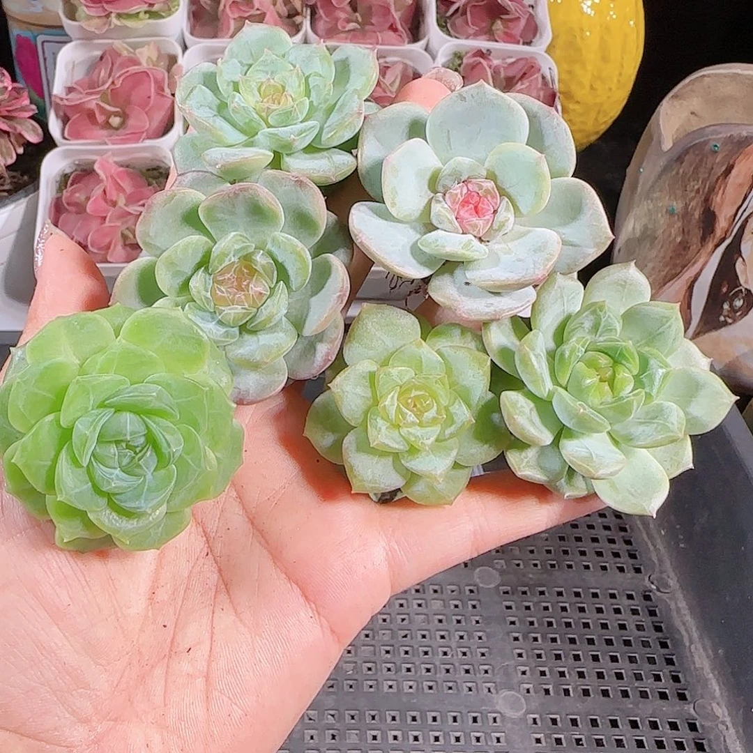 0727---96糖心珍妮