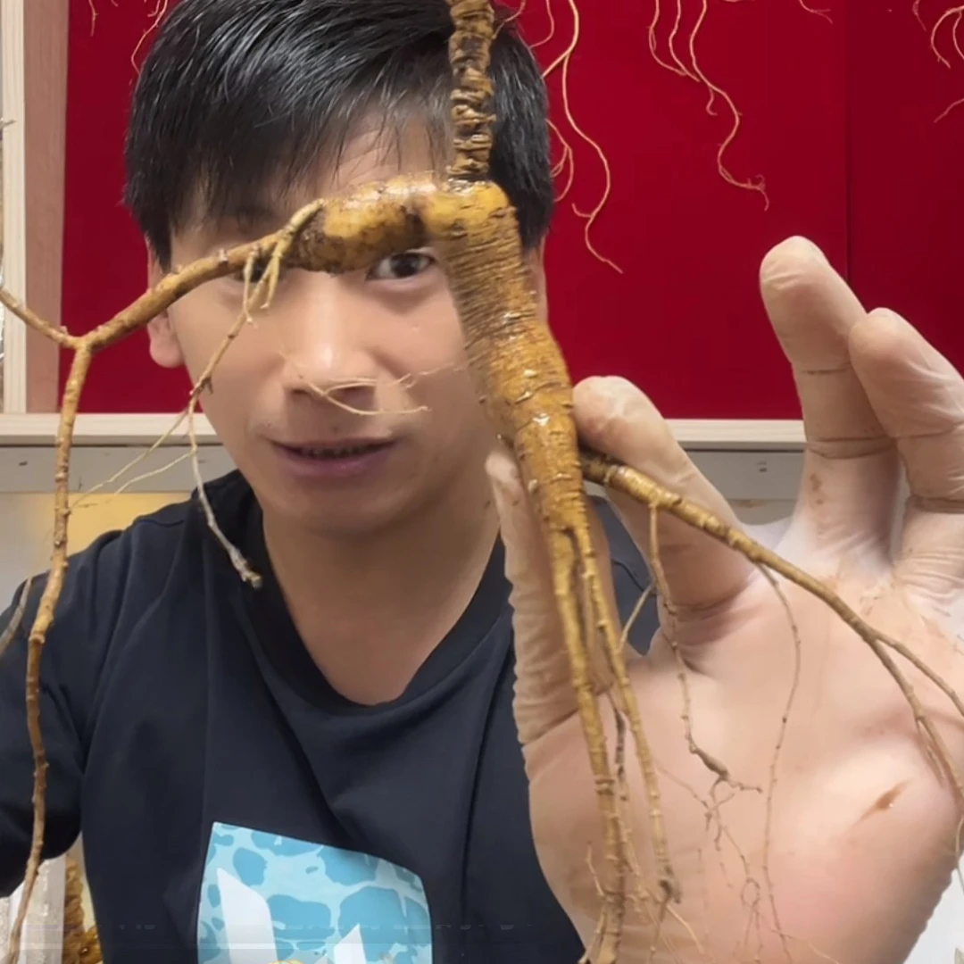 东北长白山林下参