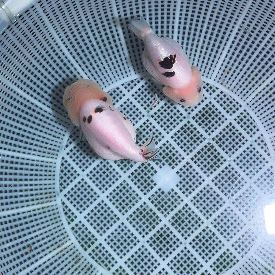 金鱼精品兰寿奶牛一对
