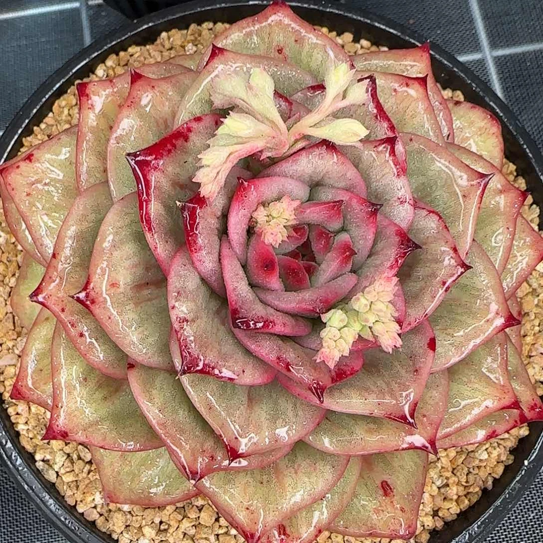 从前慢甄选多肉编号蔷薇