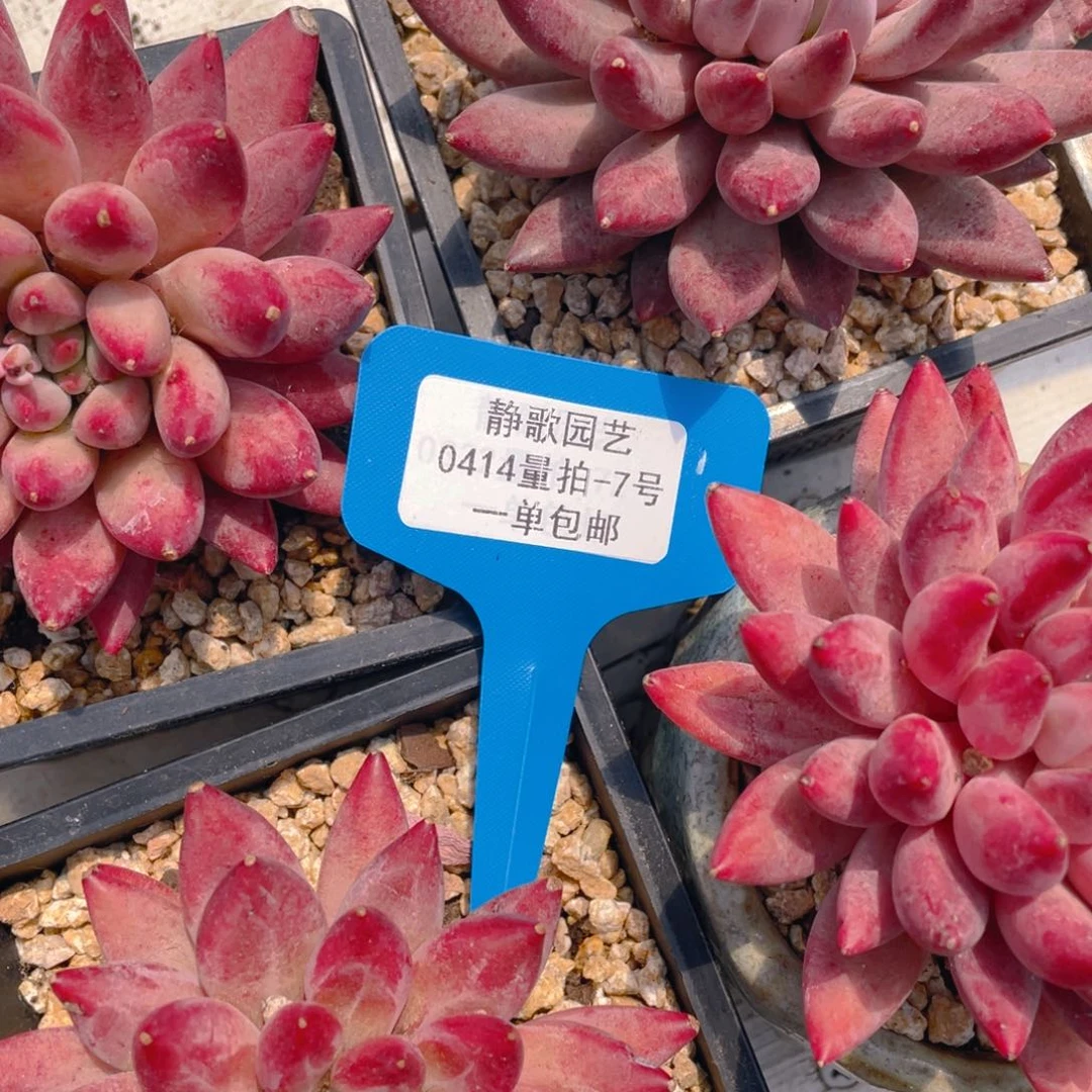 0414-7-虞美人老桩一颗