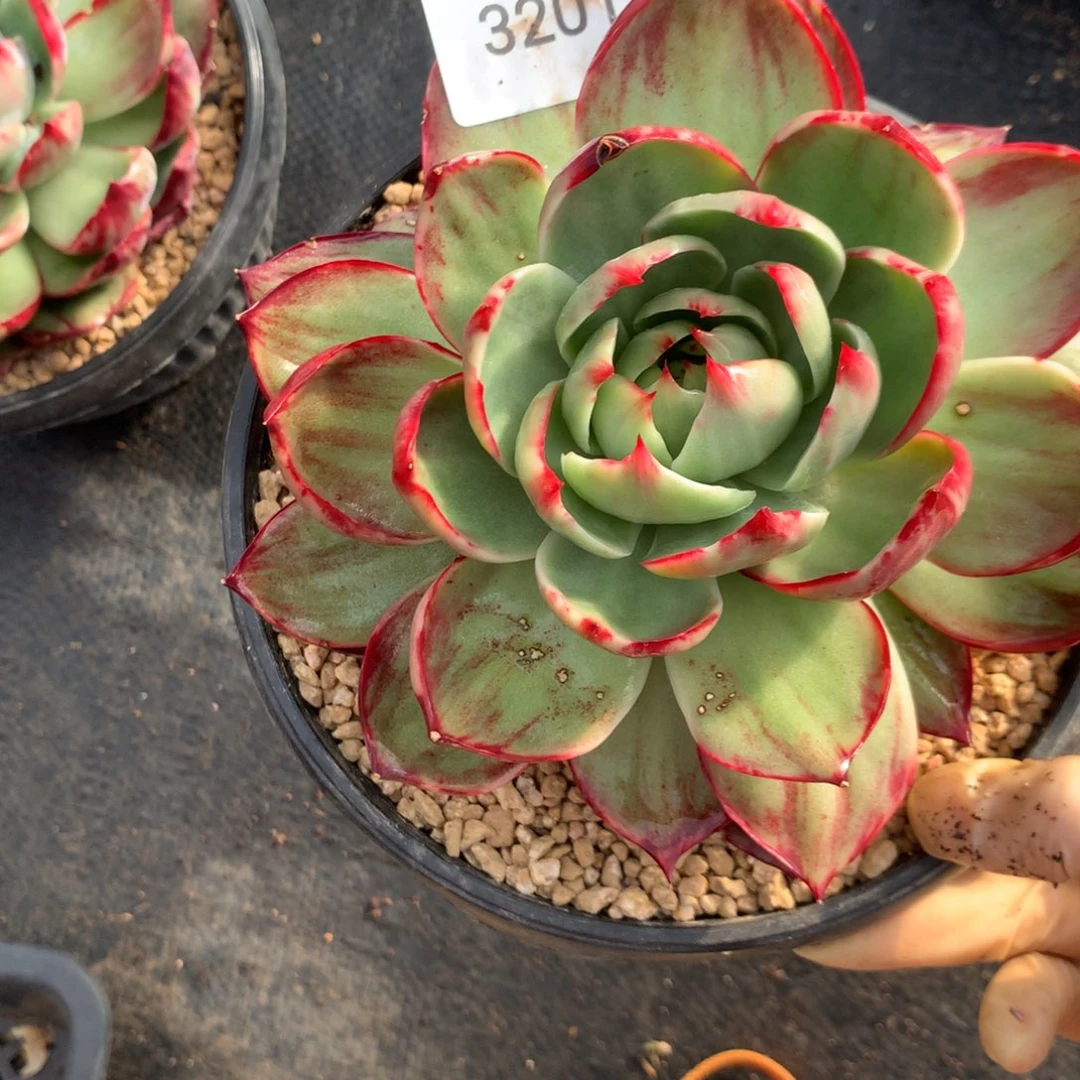 紫***兮3201一物一拍外翻15厘米