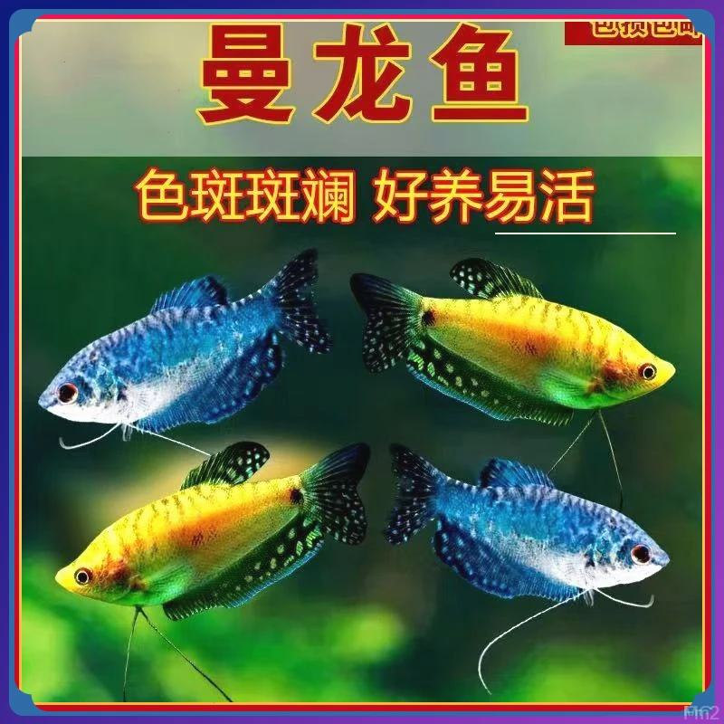 观赏鱼黄曼龙打混养的丽丽冷水养好鱼缸的小鱼小型孔雀鱼观赏鱼