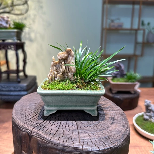 【F小长方釉盆菖蒲】风凌石景观桌面禅意茶桌室内好养易活绿植花卉