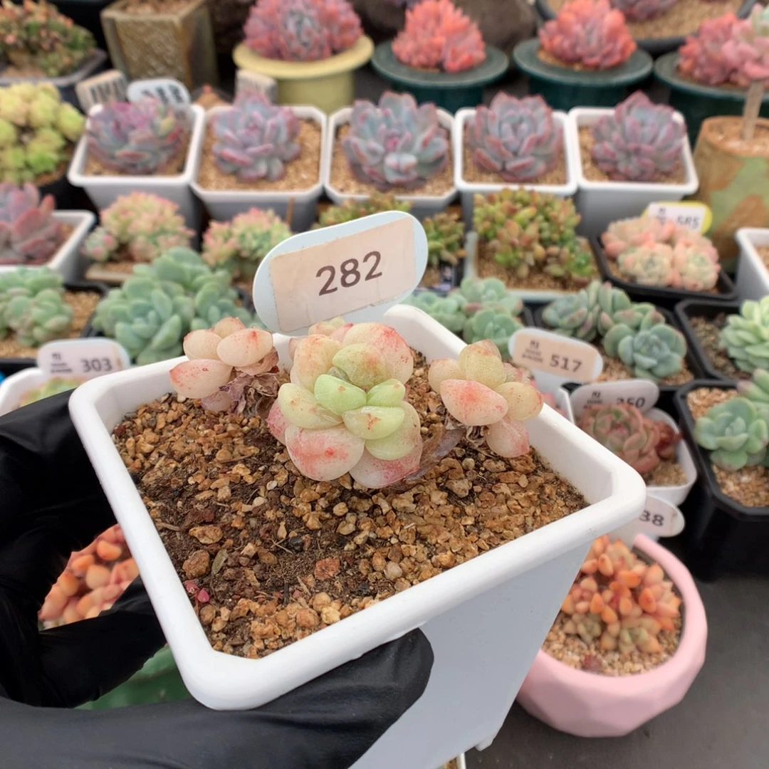 ?****P282 冰玉石化多肉