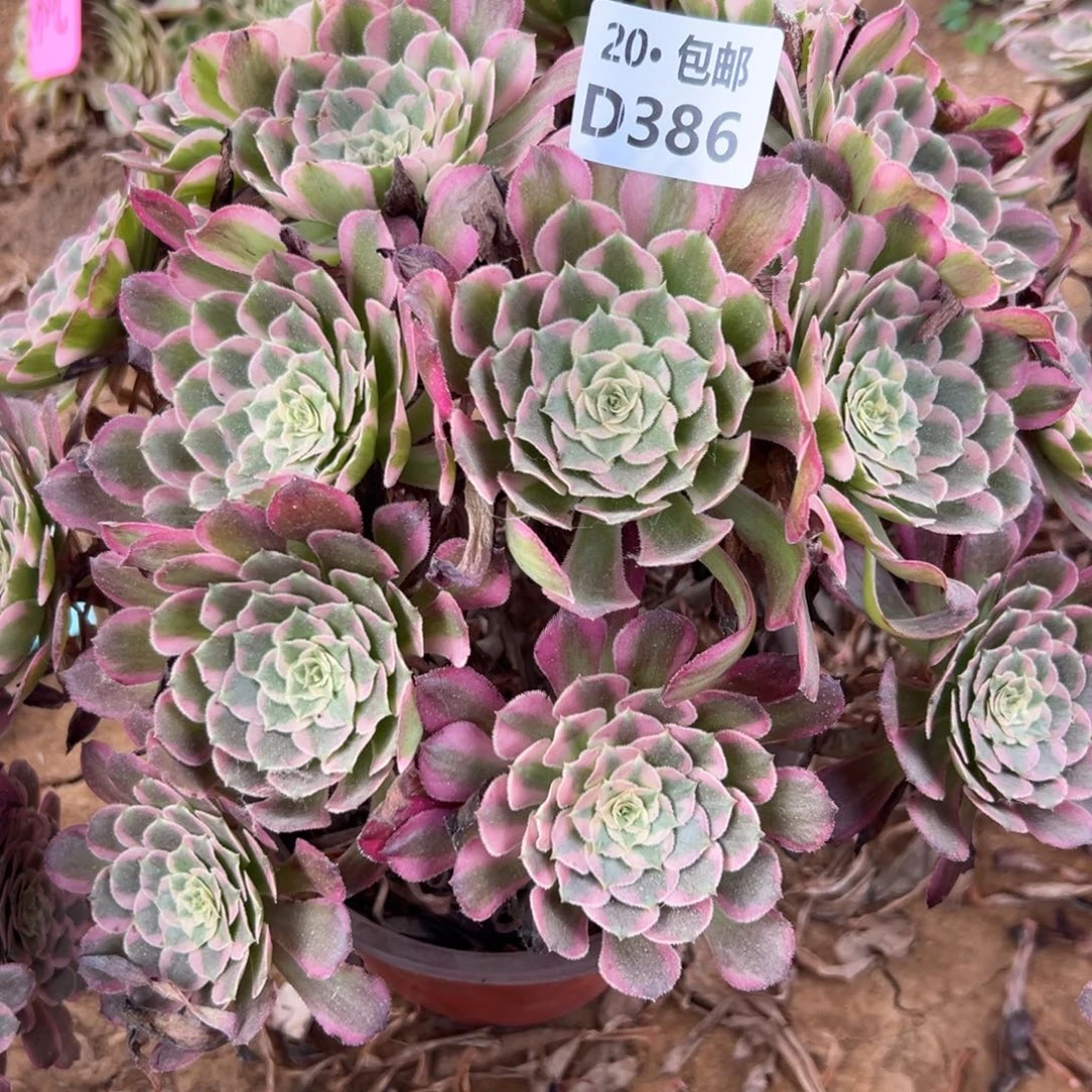 *****386霁月，多肉法师