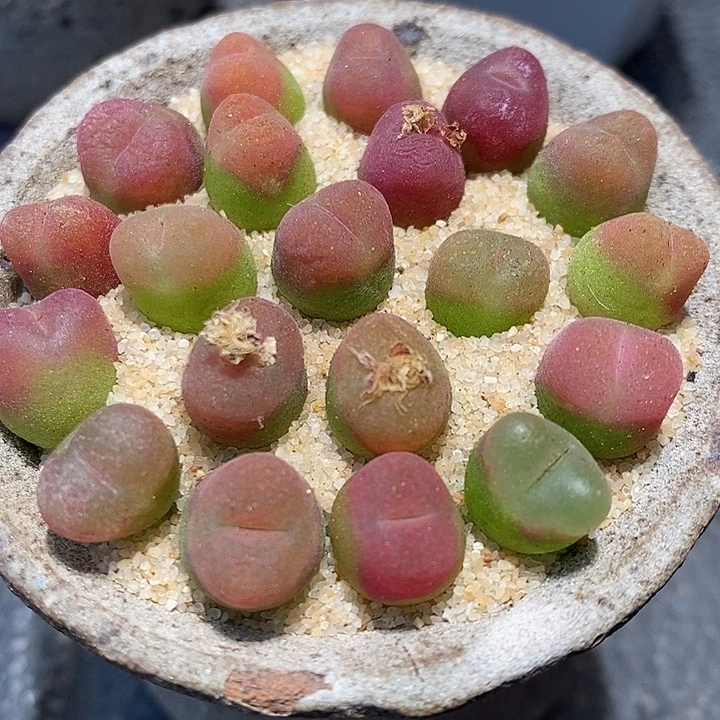 412小超毛一组。