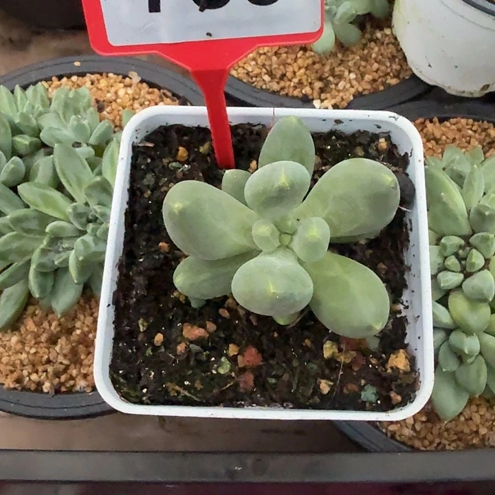 X系多肉植物755..