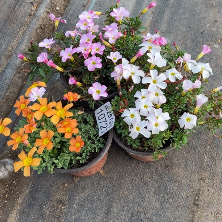 慢***慢酢浆草727，一物一拍带盆