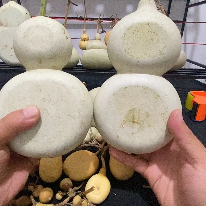 葫芦两个小扁好可爱