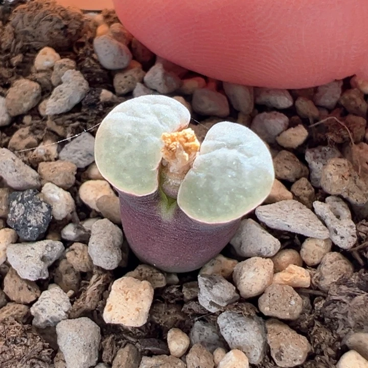 171。 紫体白窗小尺寸福利