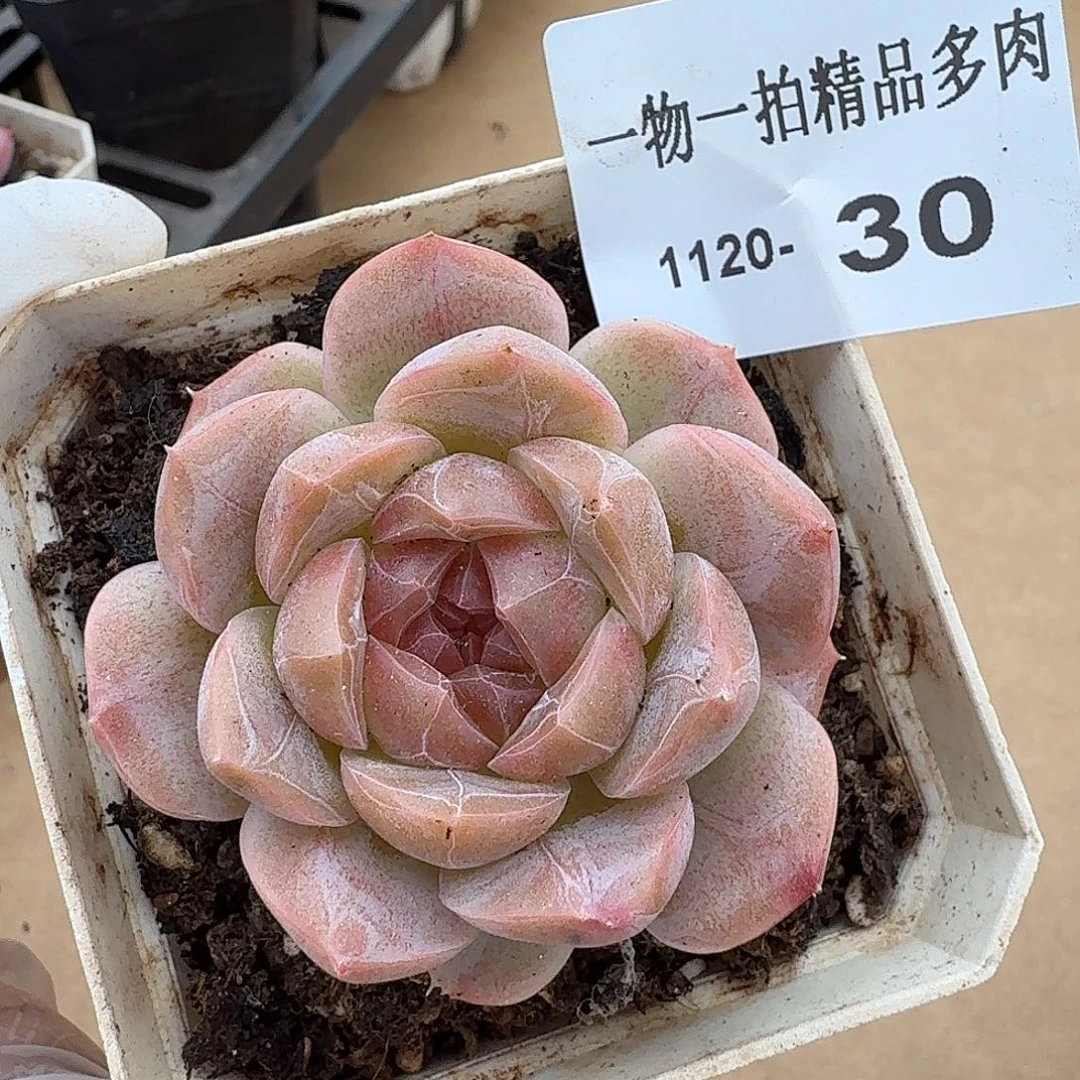 1120-30多肉一物一拍