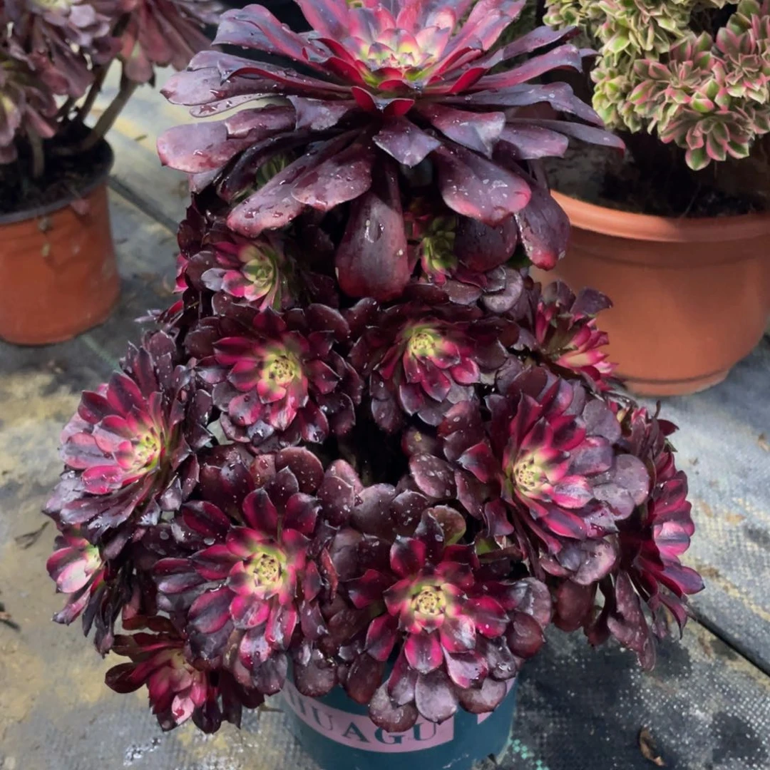 艳***。908美姬精品法师老桩