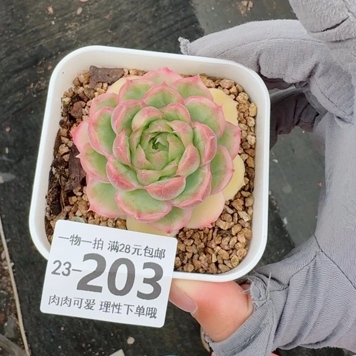 水晶虾饺多肉植物多肉植物多肉