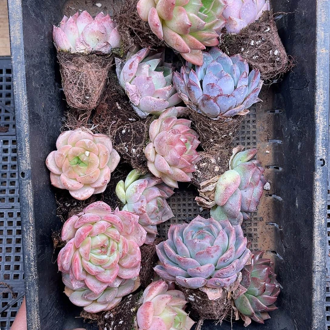 多肉一物一拍23-132