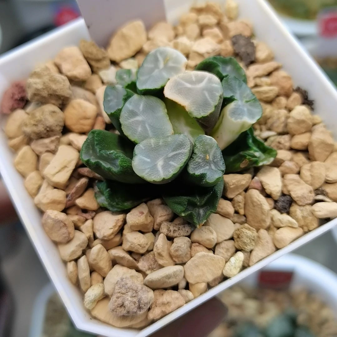 224号白瓷万象锦一物一拍带盆土发货