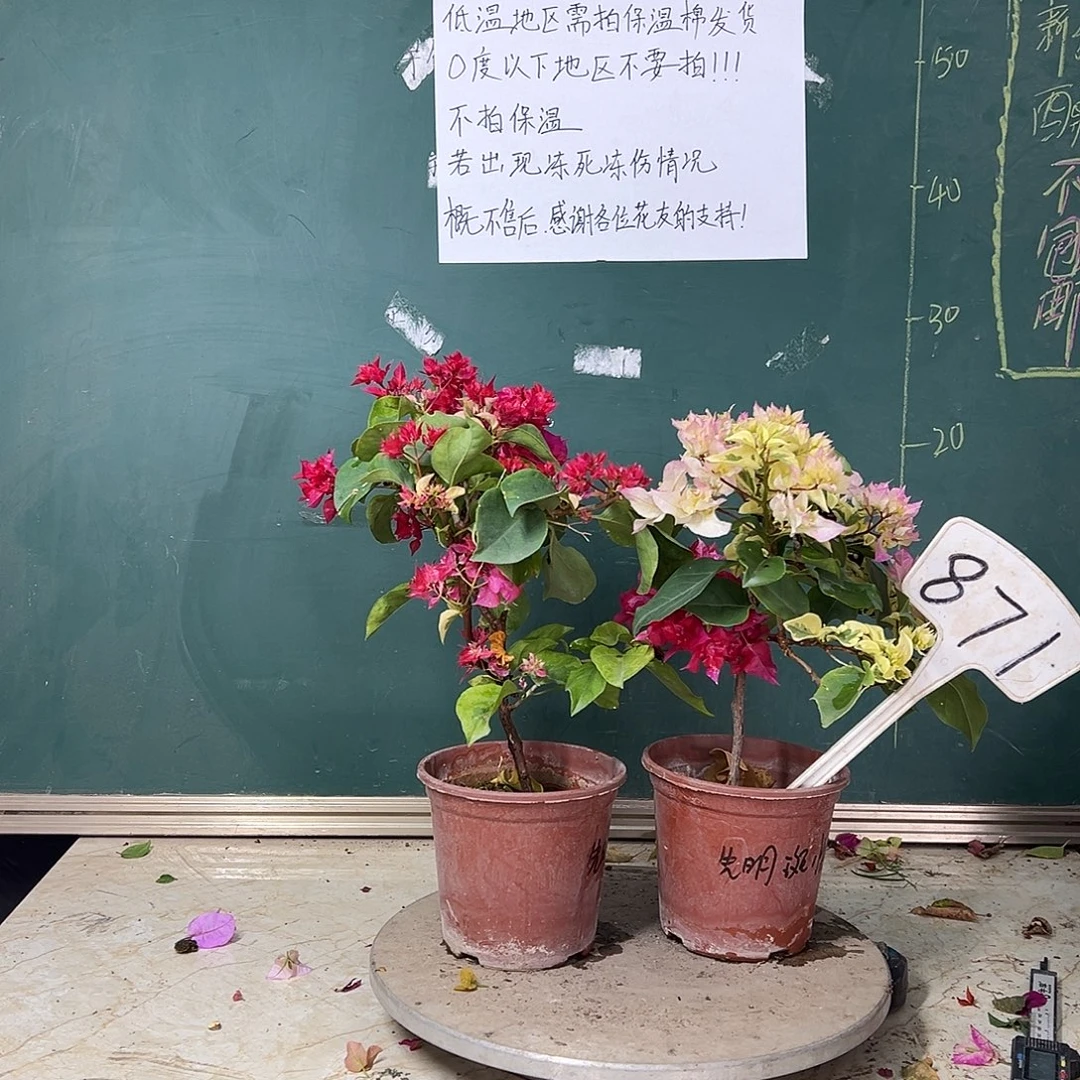 完全开放先明斑重瓣红 先明斑怡锦 871