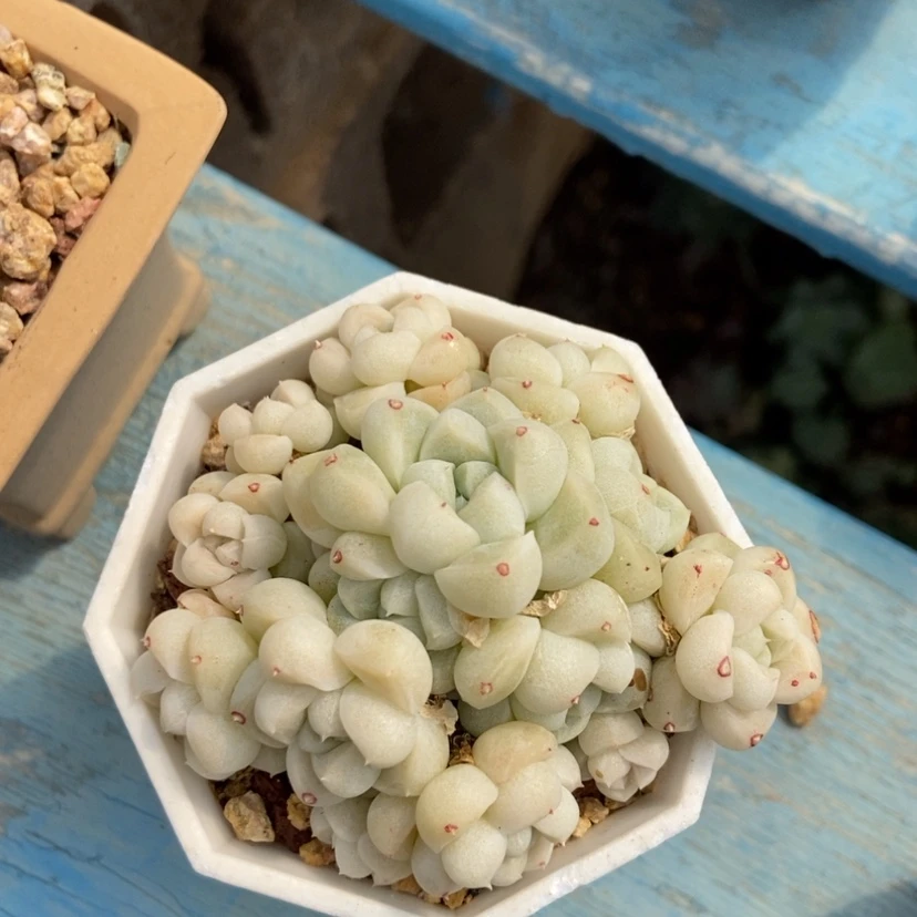 【闪购商品】厚叶月影