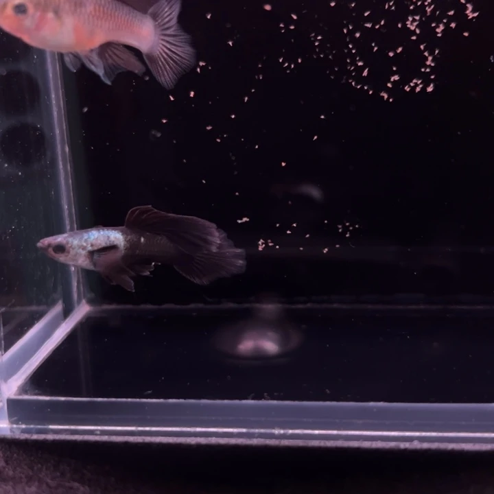 孔雀鱼大耳朵延身背熊猫1对