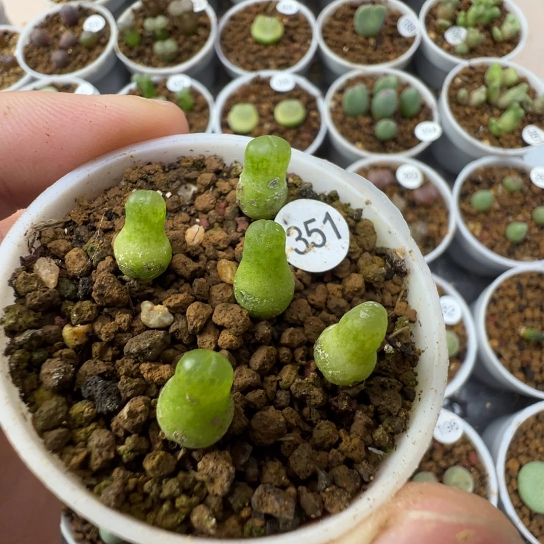 小葫芦一颗脱土3510000