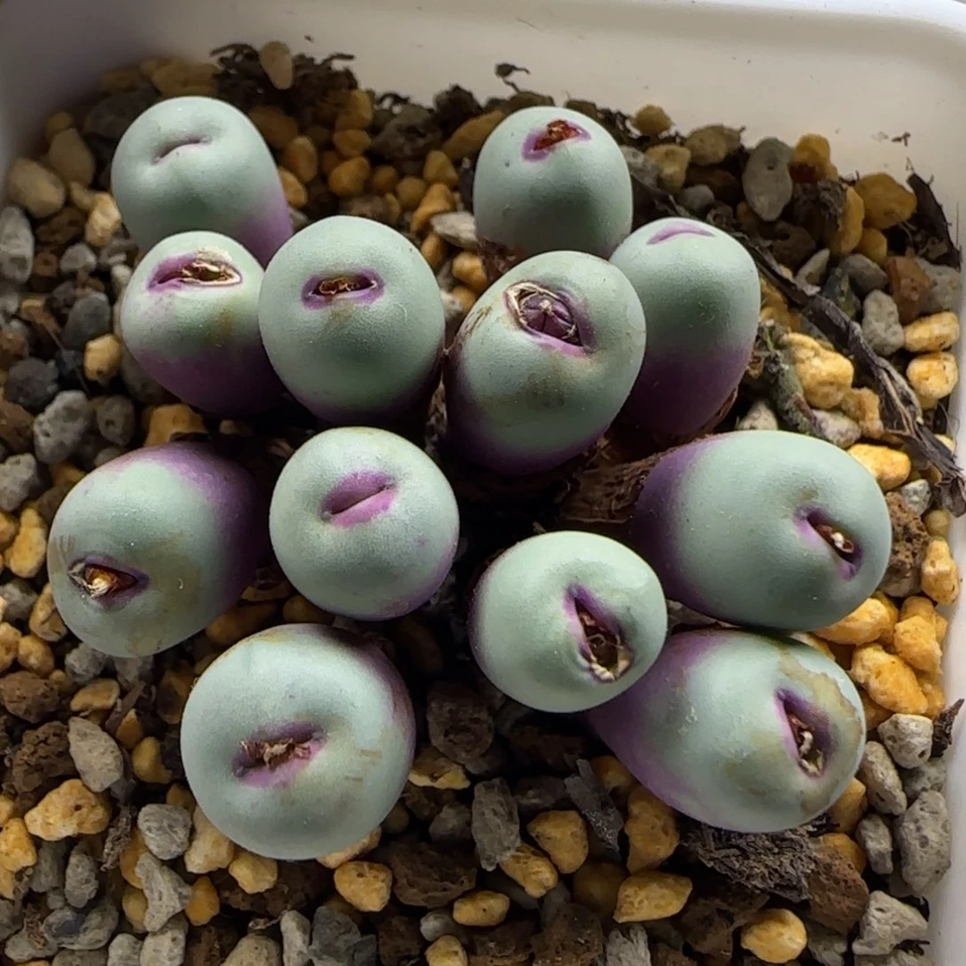 老***米11-27当天满38包邮清货小型厚嘴脱土