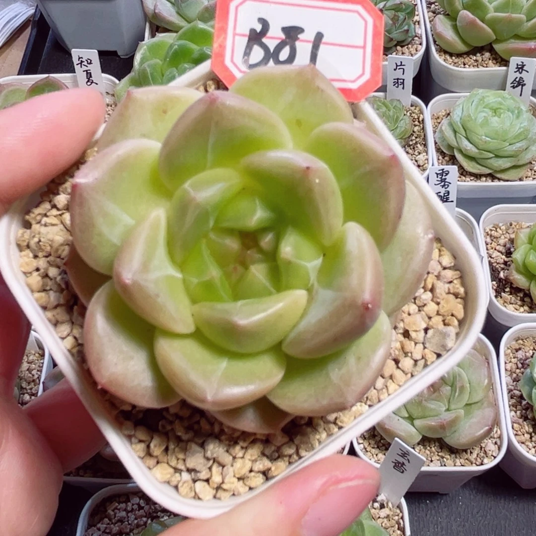 ****孜B81 一物一拍 霓金