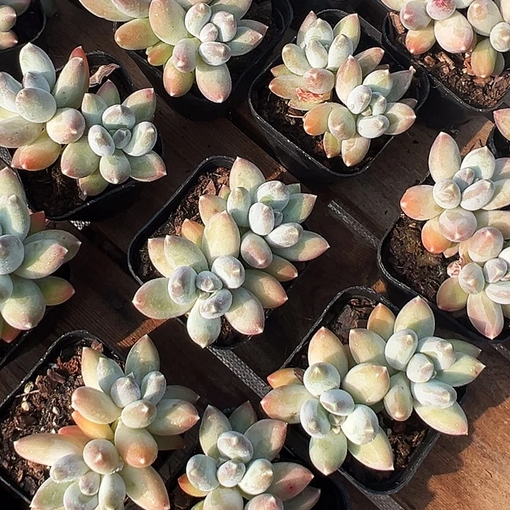 双头          松果  美人