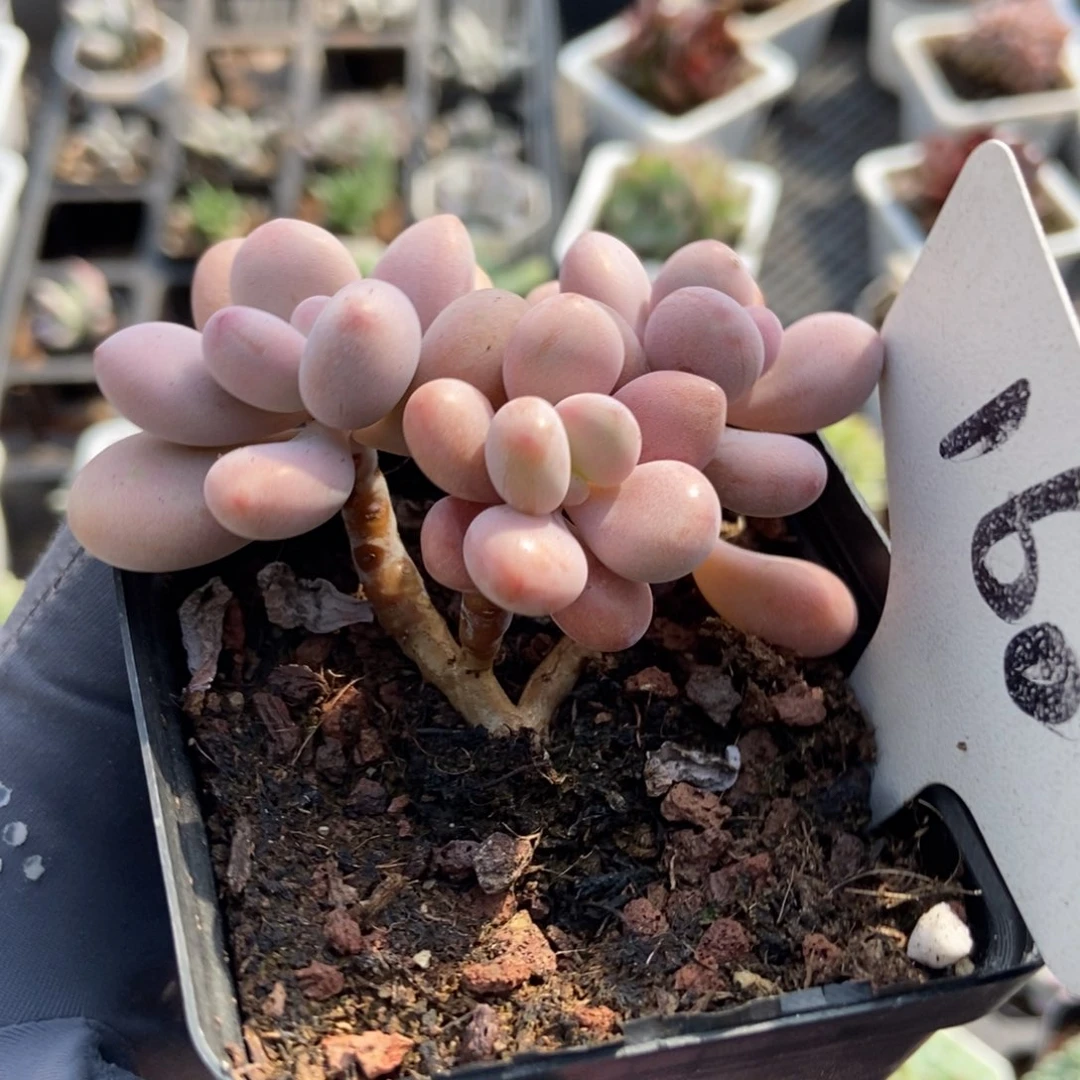 160桃蛋多肉植物多肉