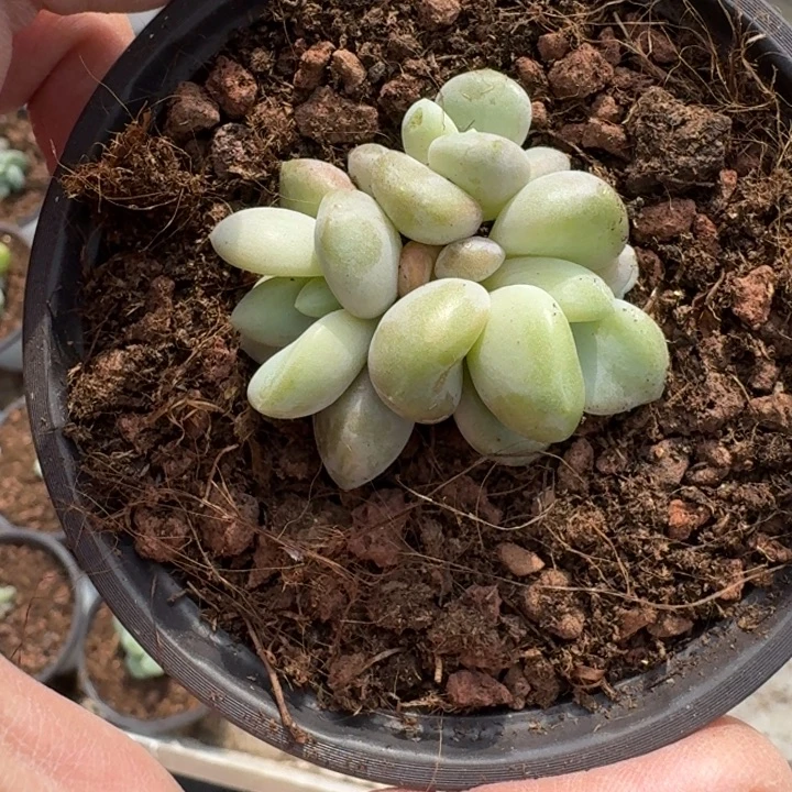 芒果冰 3头 一物一拍