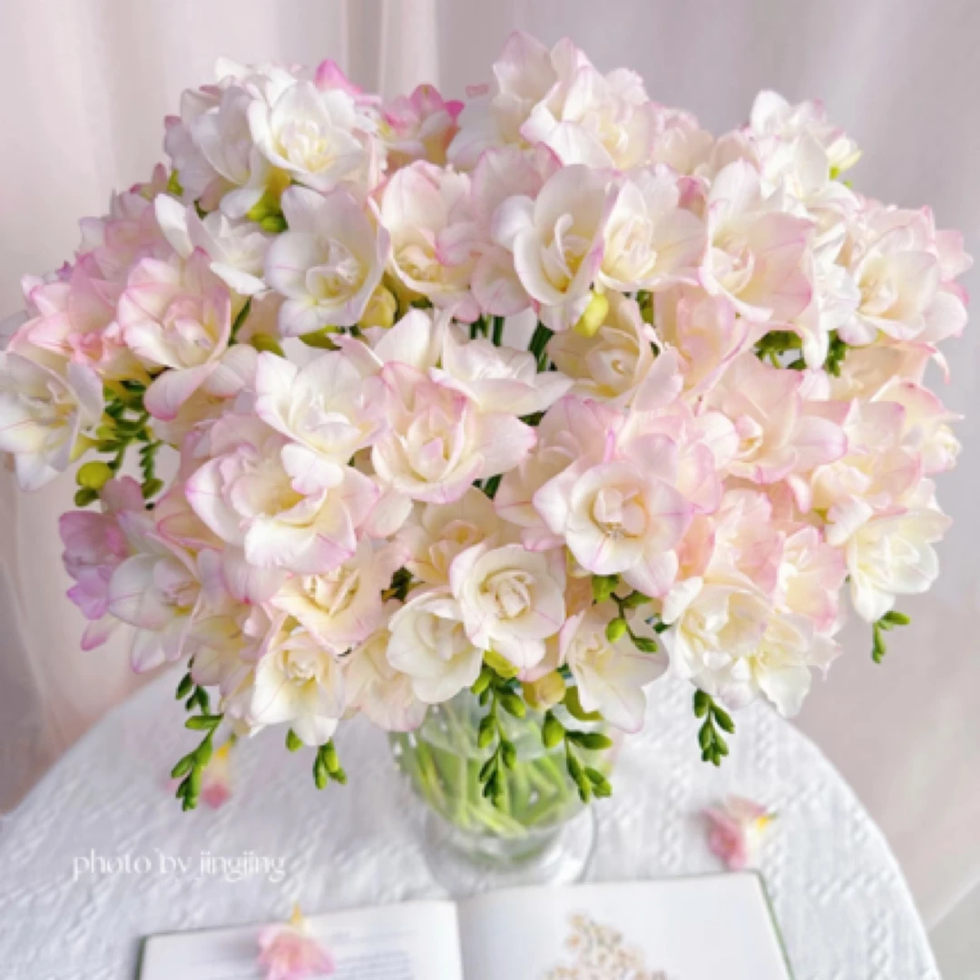 【马牌 二茬星光 香雪兰】两单正价商品包邮，偏远10元运费