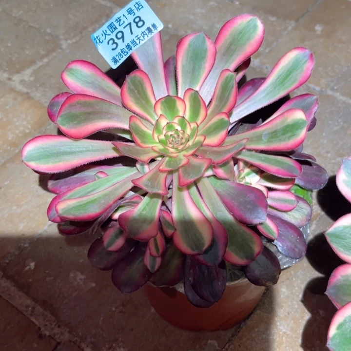 香奈儿3978多肉植物