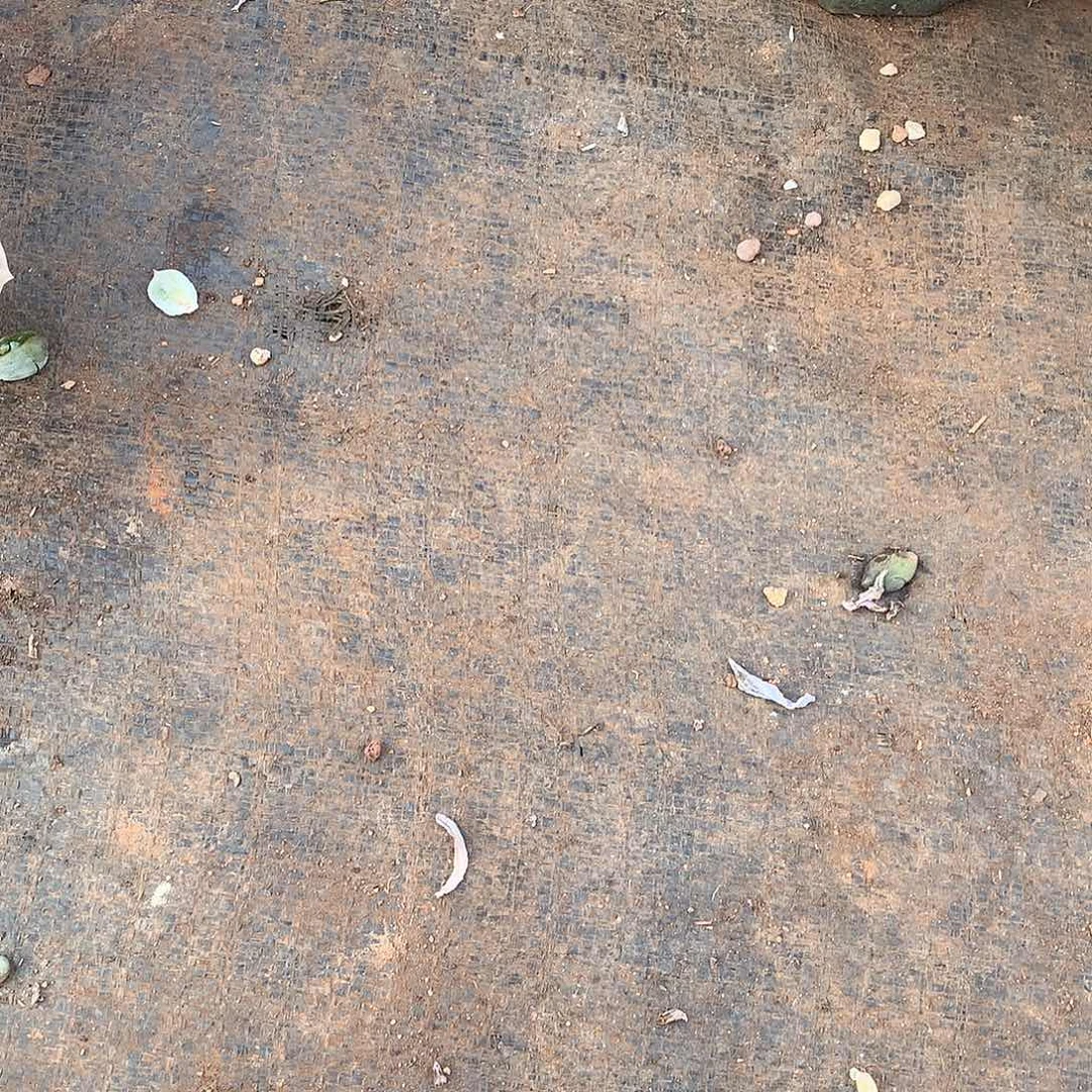 雪***飘可爱玫瑰大群一物一拍多肉