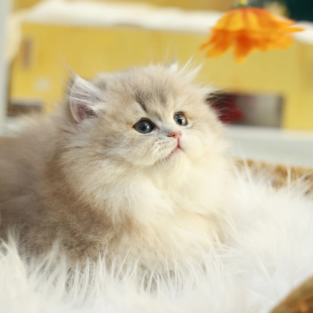 呆小咪——蓝金拿破仑弟弟活体猫咪【一菲家】