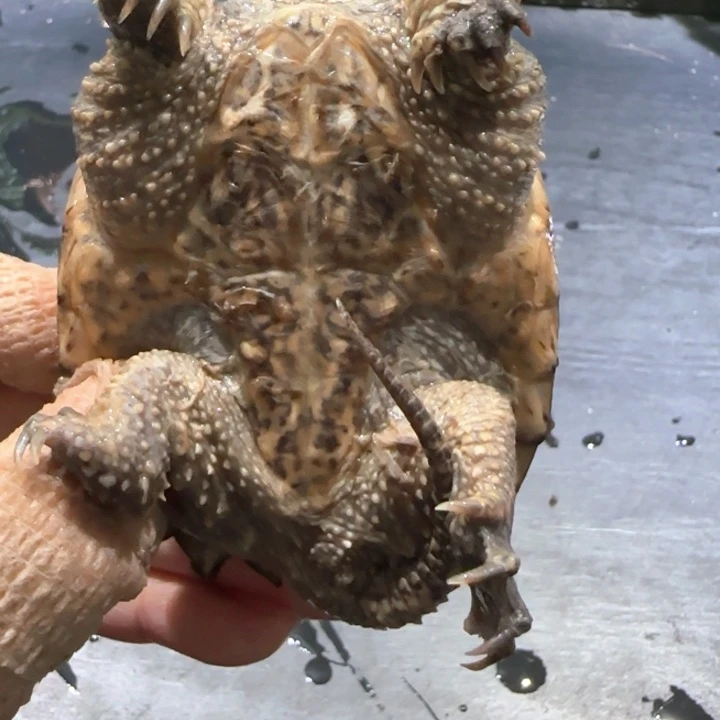 永***爷小鳄龟母不分公母