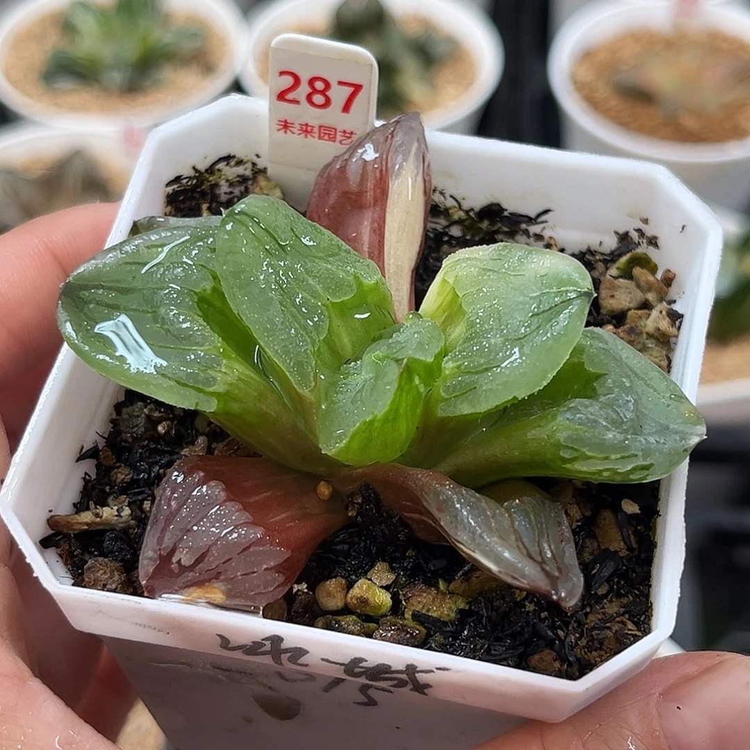 287冰城寿锦福利福利