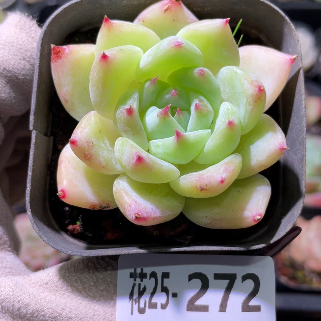 花利美25-272白拉糖