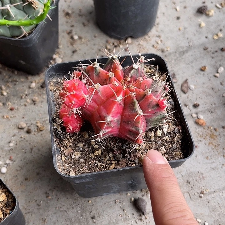 无花朵米哈锦仙人球