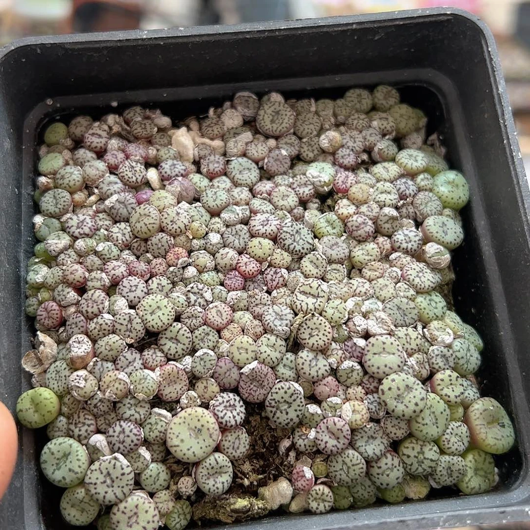 【闪购商品】301 超级安贞 一盒 多肉