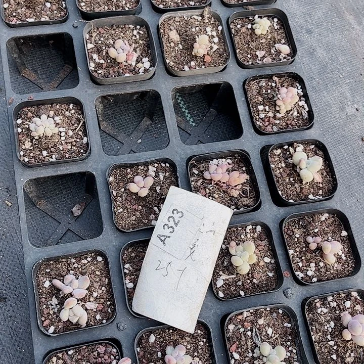 动*323密密麻麻密密麻麻吗