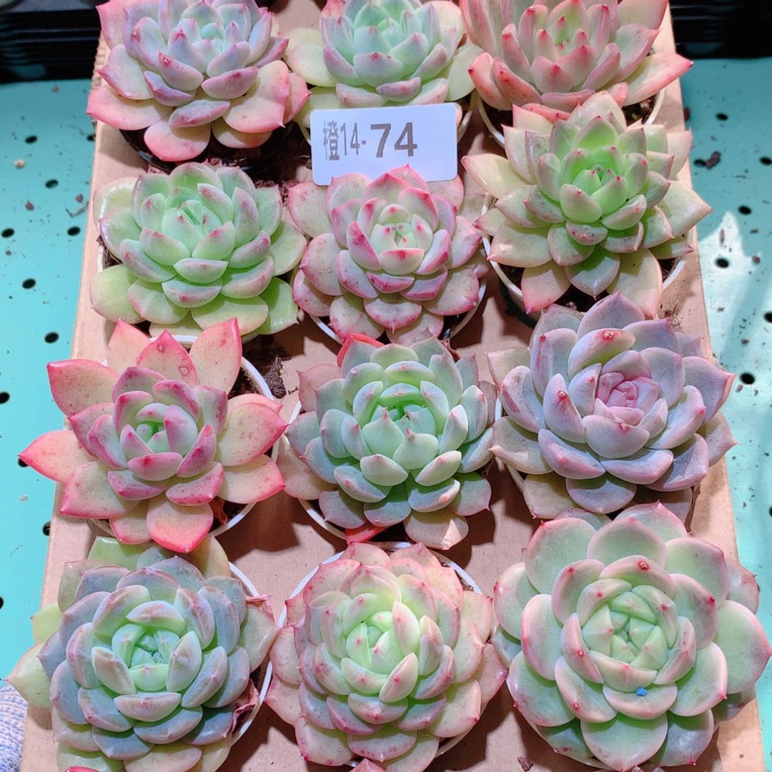 14-74一物一拍多肉带盆18颗