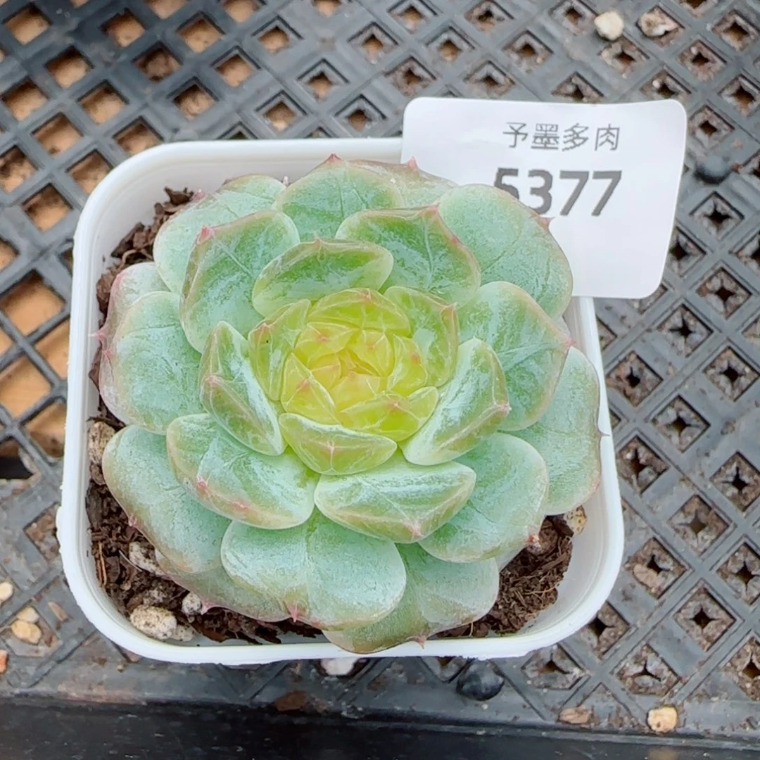 金盏珍妮，5377多肉植物