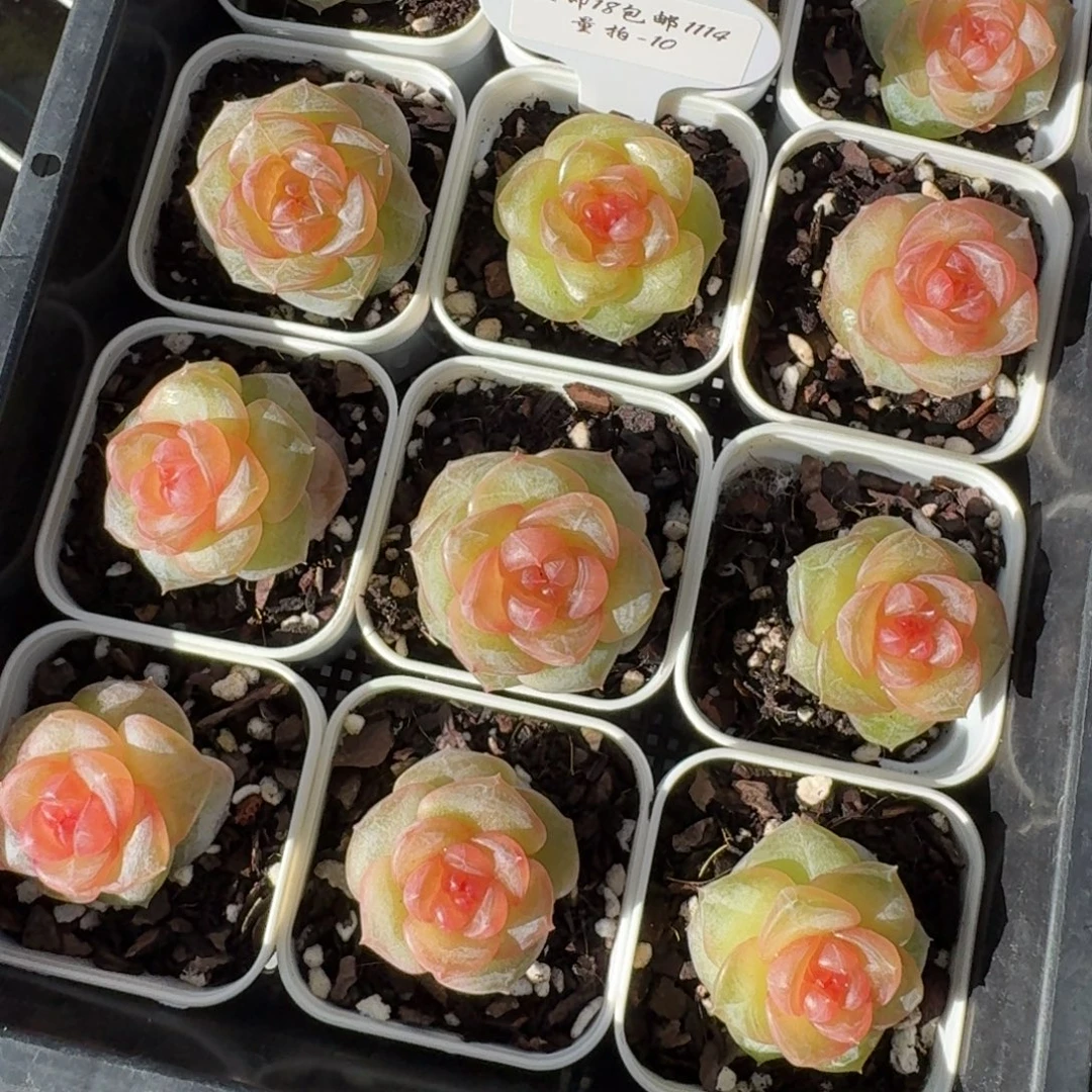 1114-10-蟠桃单头量拍