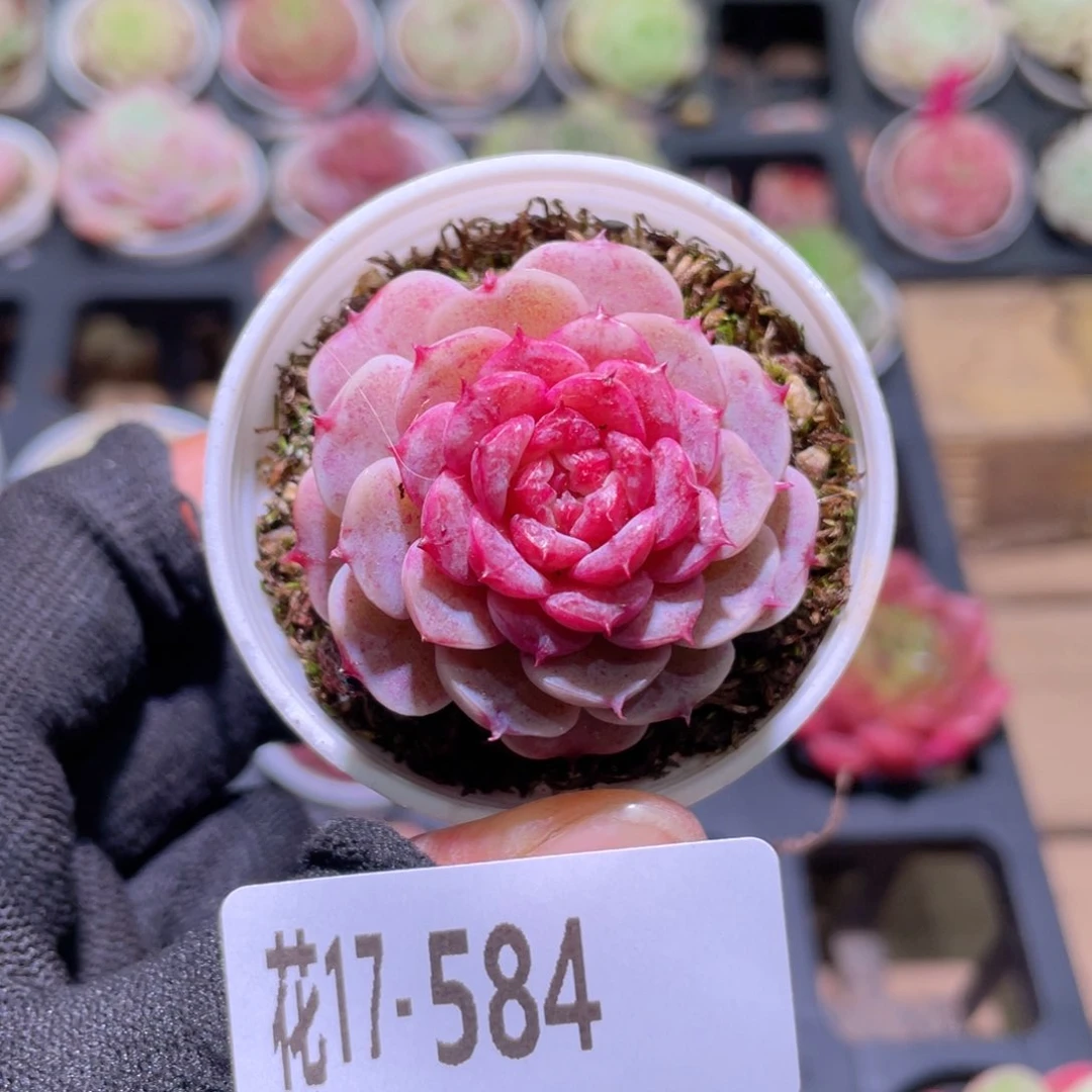 花利美17-584落霞