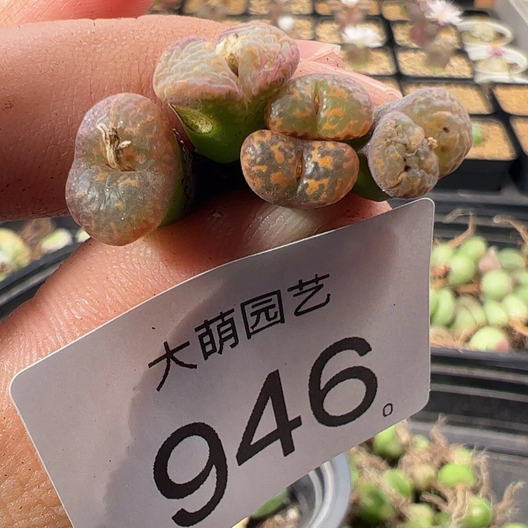 一物一拍。 有疤福利946