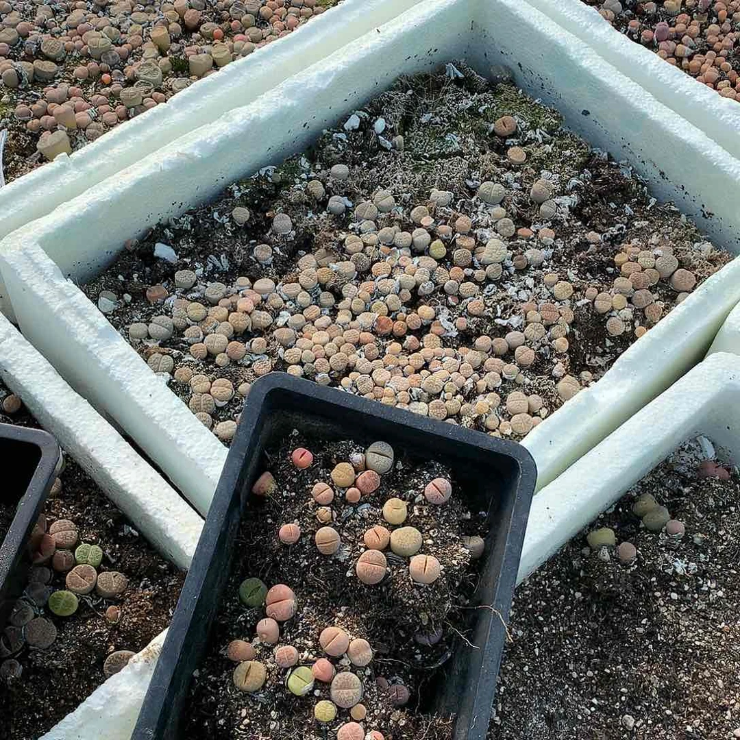 ?****?W69多肉植物保护