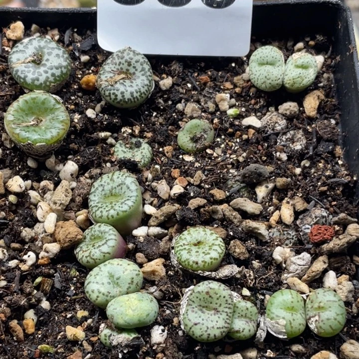 完全开放885安贞带盆母本