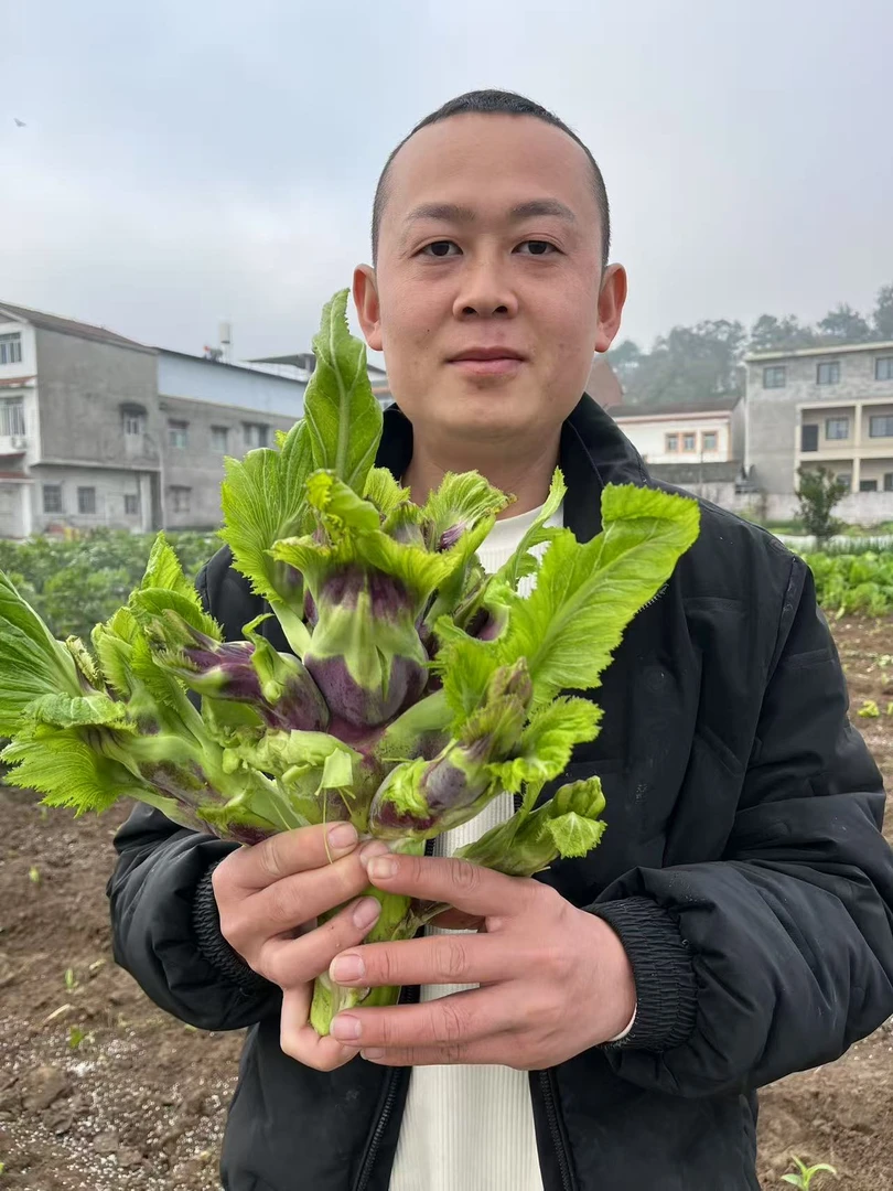 《助农帮销》新鲜儿菜现摘现发